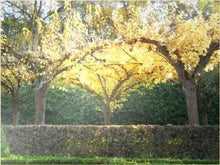 Laden und Abspielen von Videos im Galerie-Viewer, Echoes Of Now: Peaceful Mind - Musiknoten Download