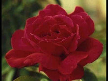 Laden und Abspielen von Videos im Galerie-Viewer, Bach/Gounod: Ave Maria (Lesley Garrett) - hohe Stimme F-Dur - Musiknoten Download